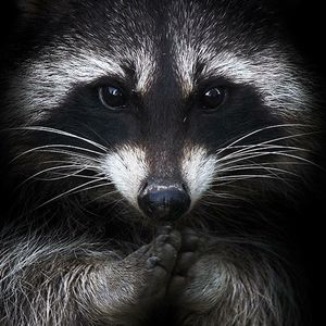 Meet your Posher, Abel